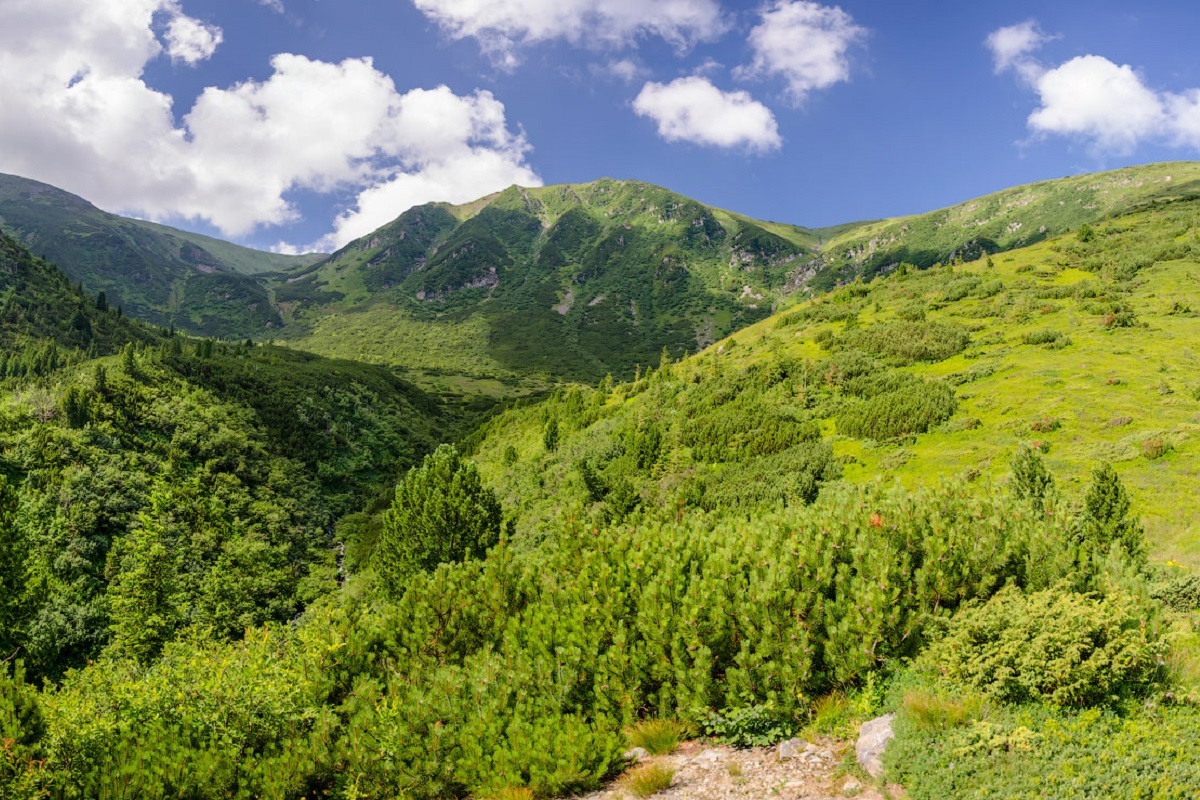 Перейти до джерела Карпати